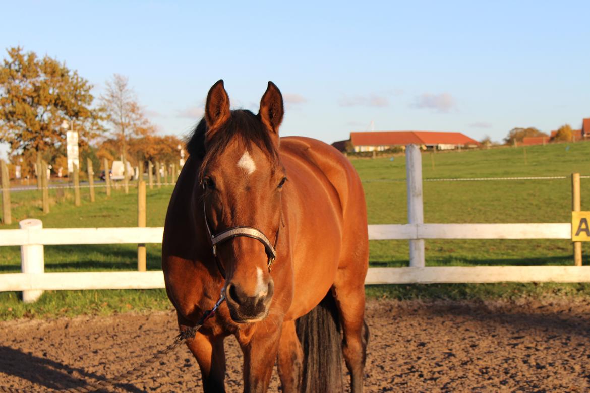 Holstener Luna billede 1