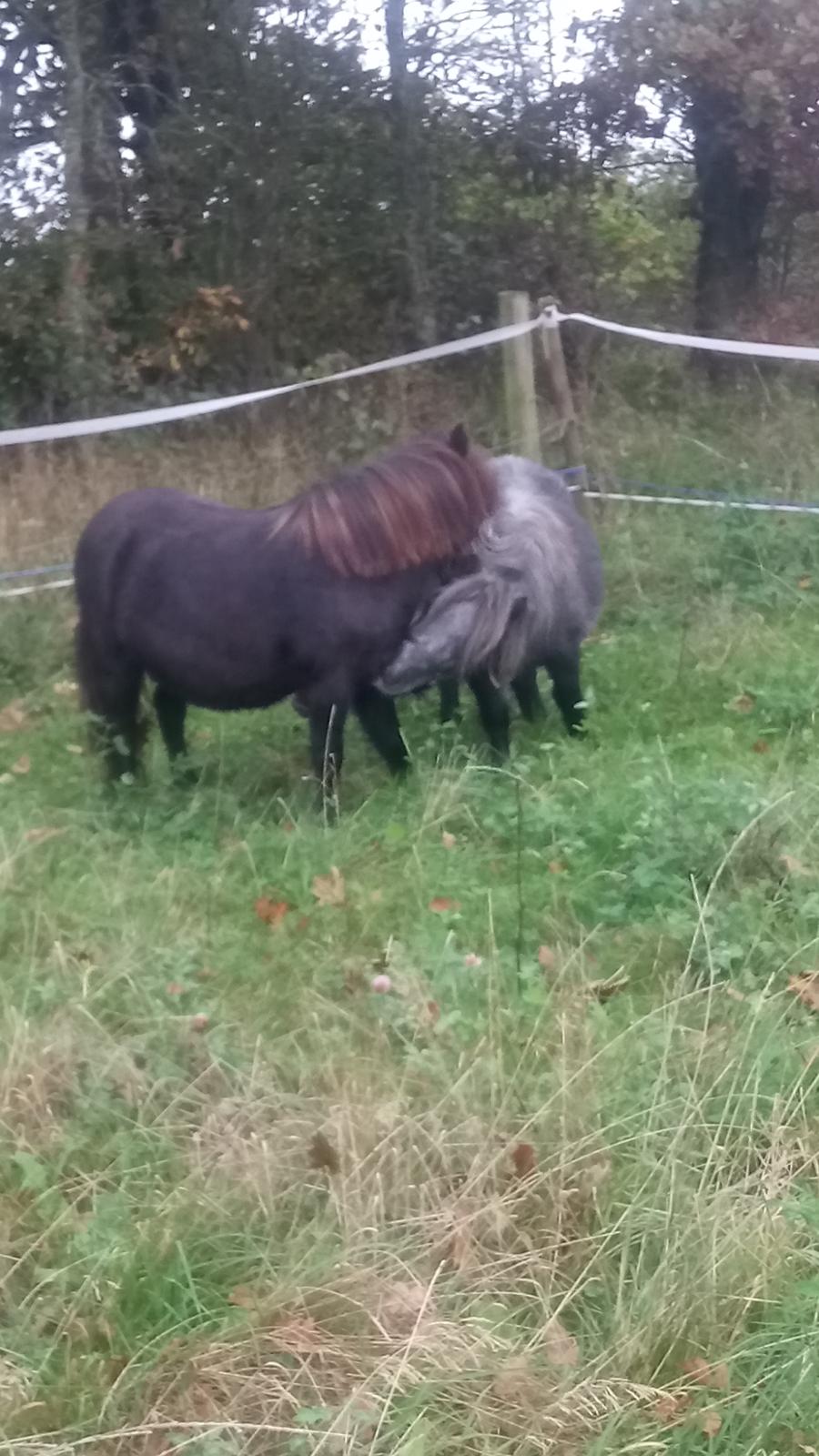 Shetlænder Ida himlen har fået en stjerne mere  billede 1