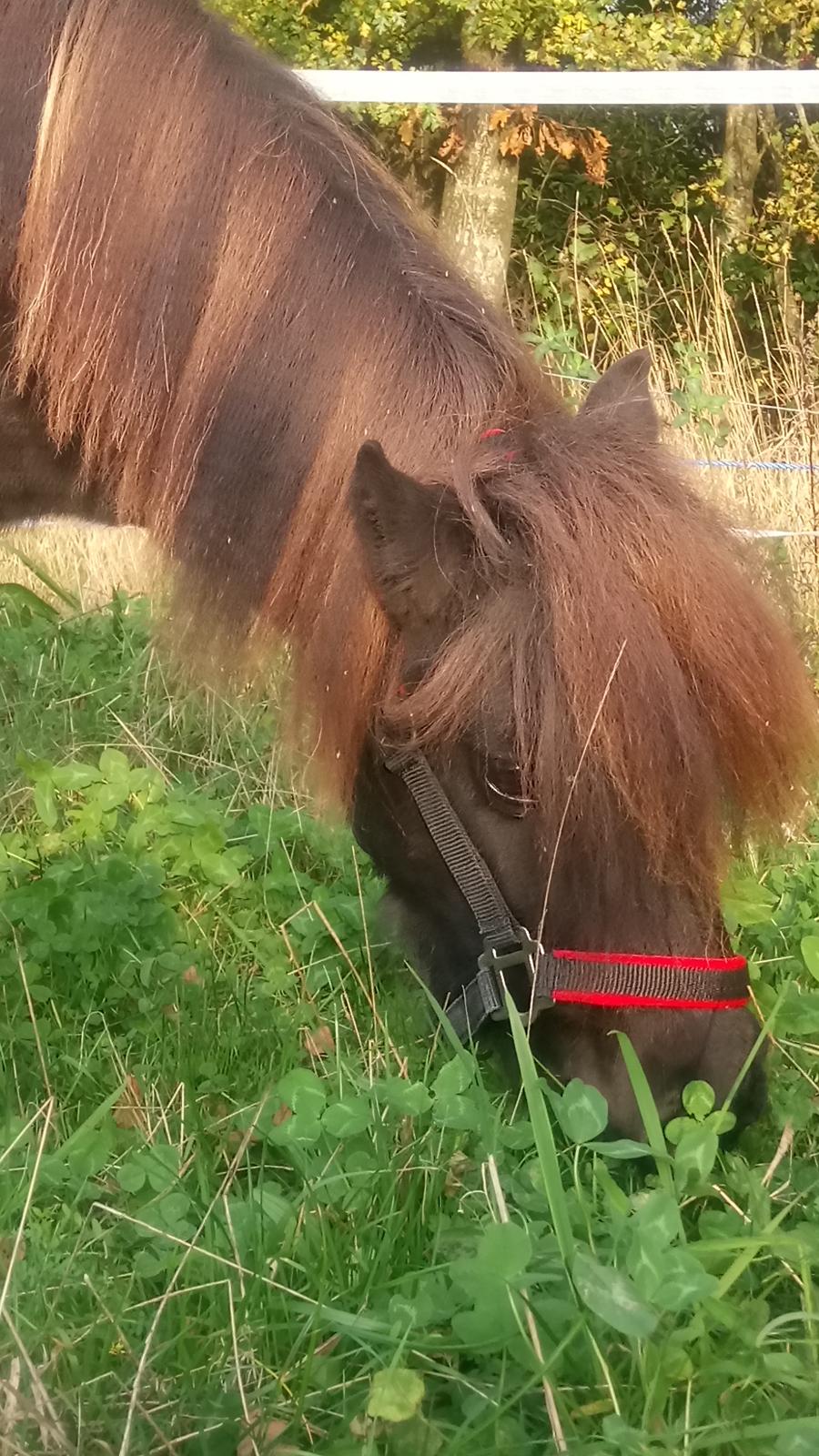 Shetlænder Ida himlen har fået en stjerne mere  billede 2