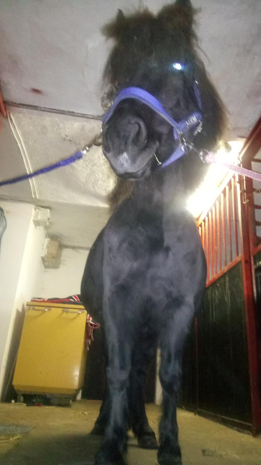 Shetlænder Ida himlen har fået en stjerne mere  billede 3