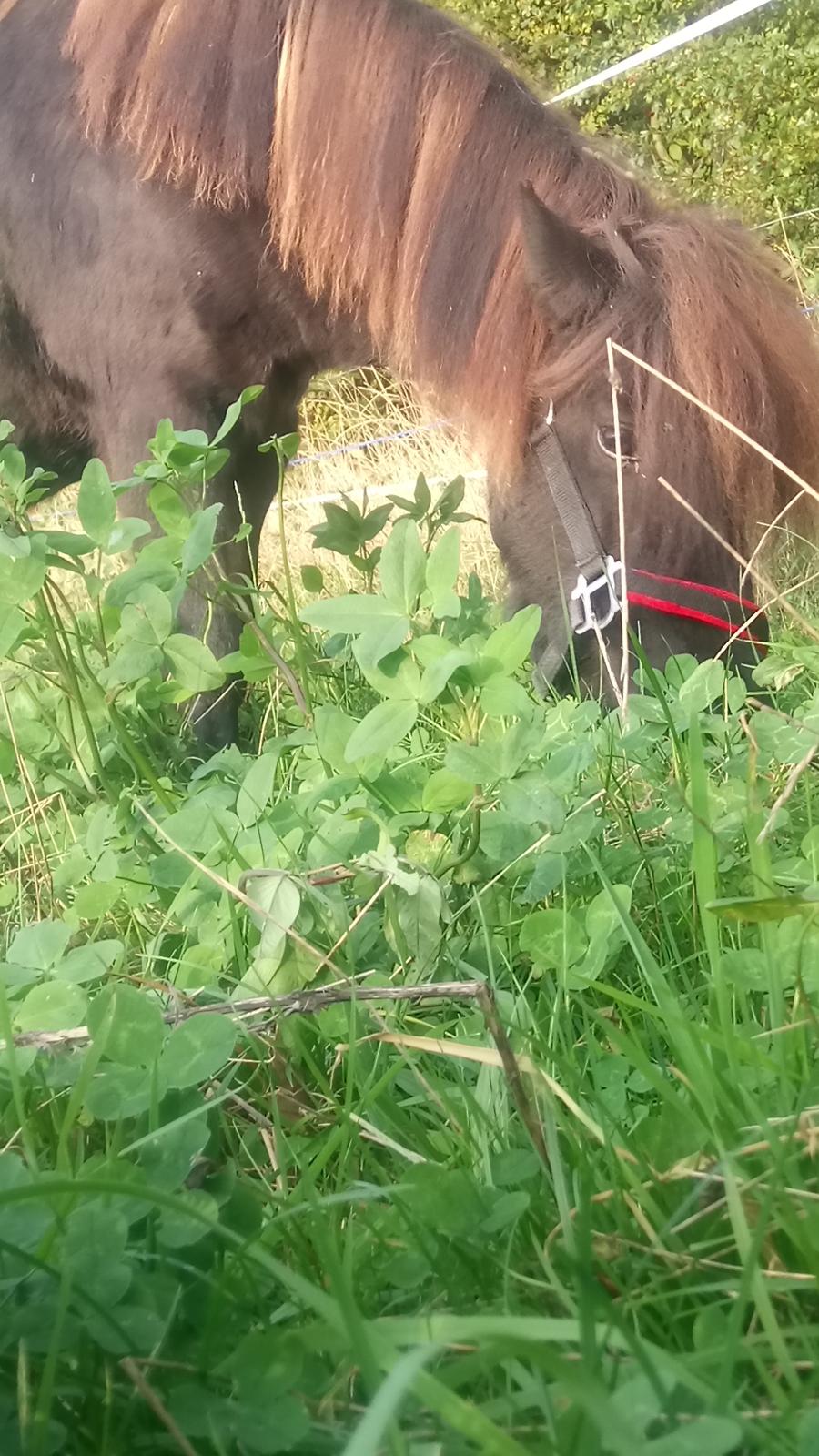 Shetlænder Ida himlen har fået en stjerne mere  billede 5