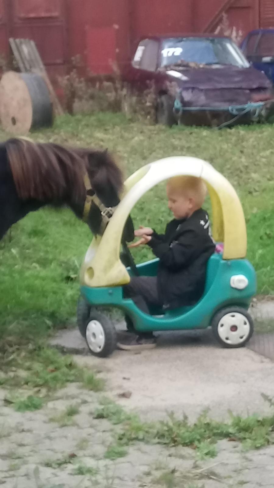 Shetlænder Ida himlen har fået en stjerne mere  billede 6