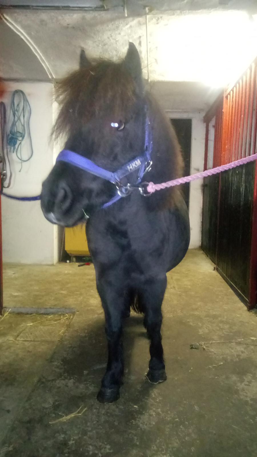 Shetlænder Ida himlen har fået en stjerne mere  billede 7