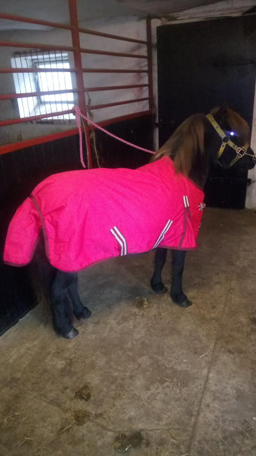 Shetlænder Ida himlen har fået en stjerne mere  billede 8