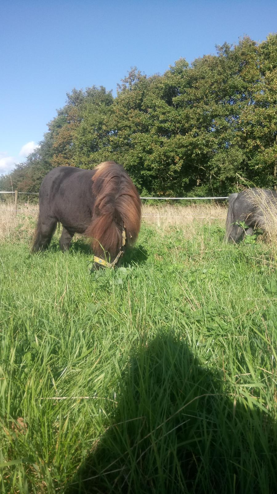 Shetlænder Ida himlen har fået en stjerne mere  billede 4