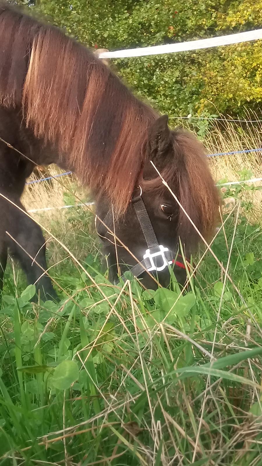Shetlænder Ida himlen har fået en stjerne mere  billede 10