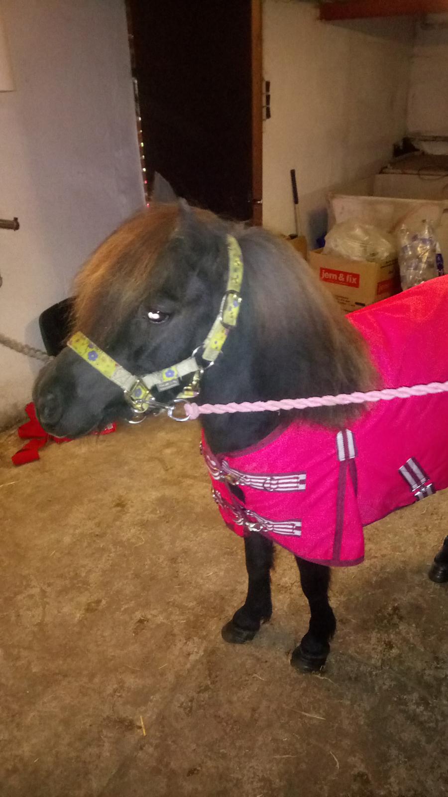 Shetlænder Ida himlen har fået en stjerne mere  billede 11