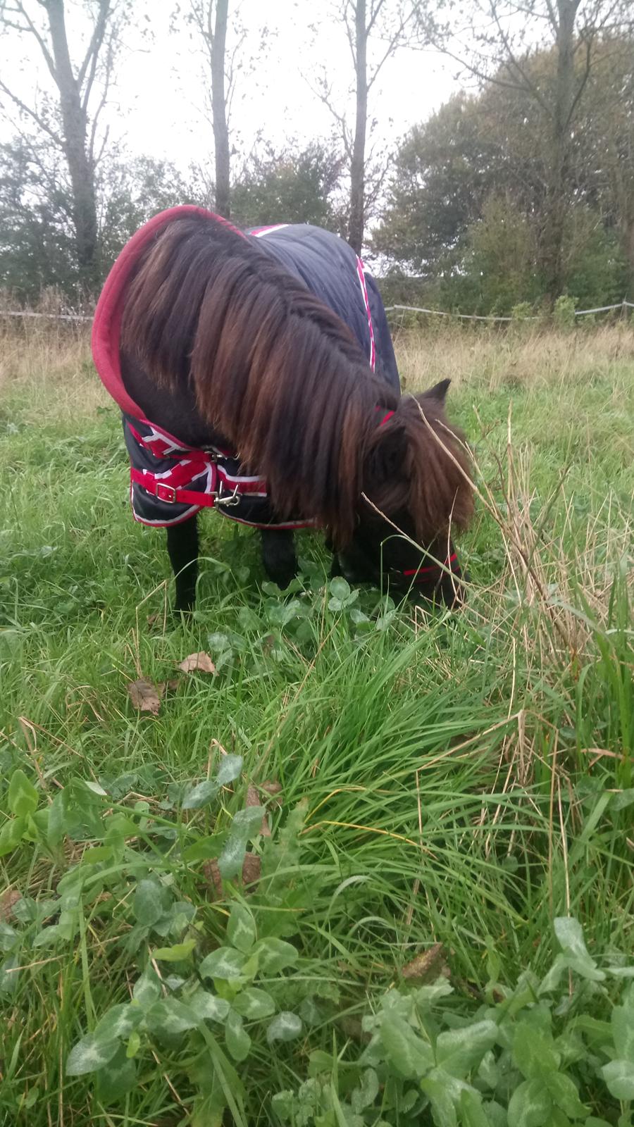 Shetlænder Ida himlen har fået en stjerne mere  billede 9