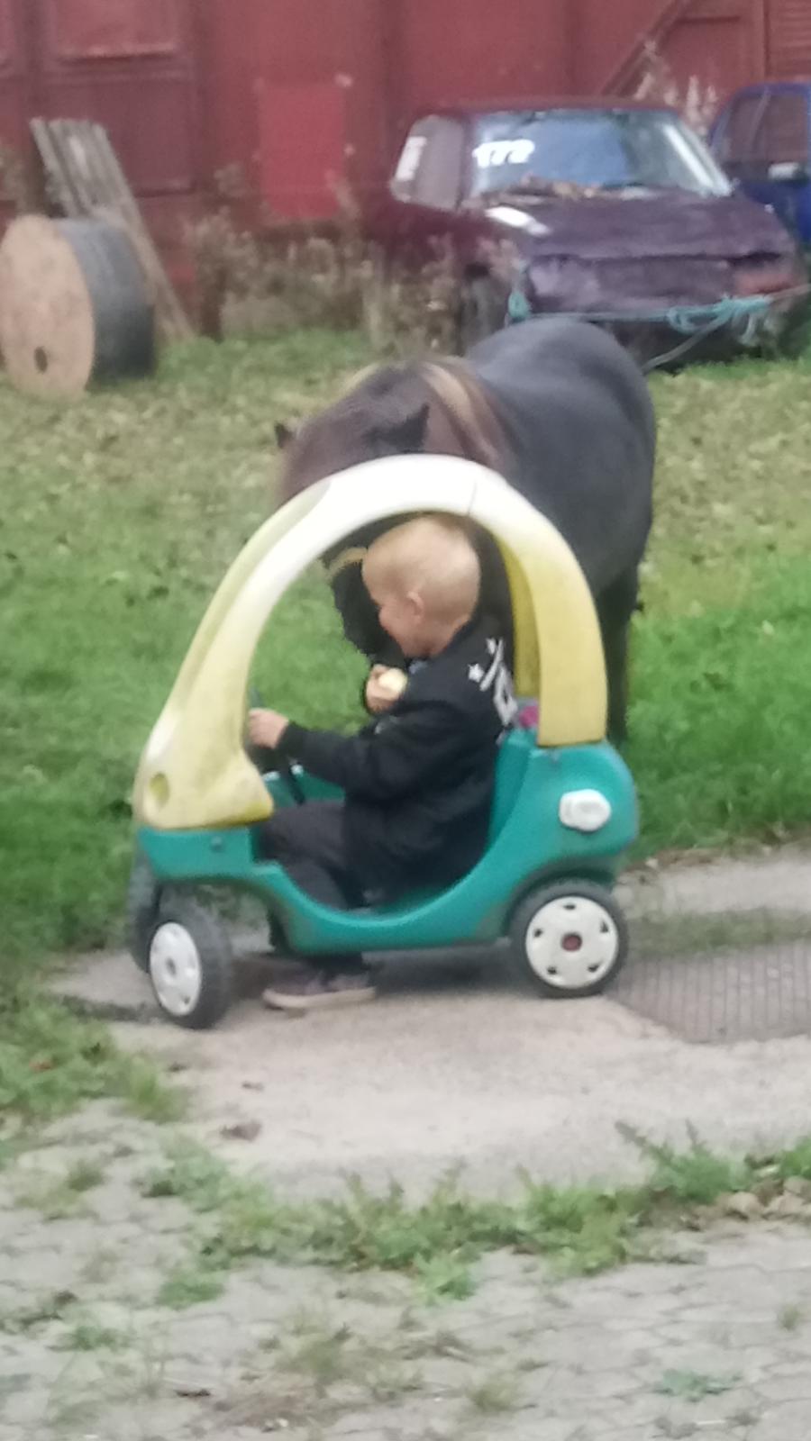 Shetlænder Ida himlen har fået en stjerne mere  billede 12