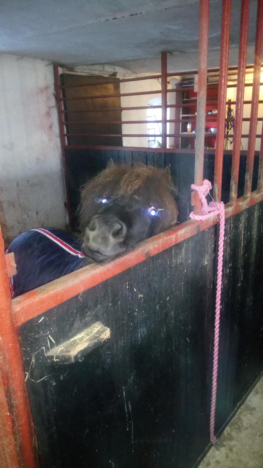 Shetlænder Ida himlen har fået en stjerne mere  billede 13