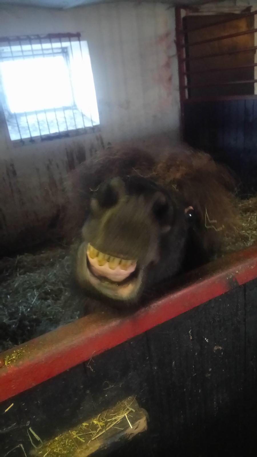 Shetlænder Ida himlen har fået en stjerne mere  billede 15