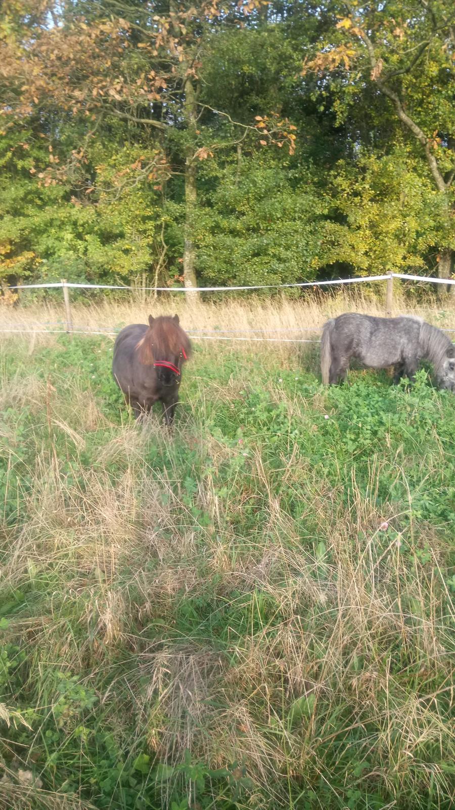 Shetlænder Ida himlen har fået en stjerne mere  billede 14