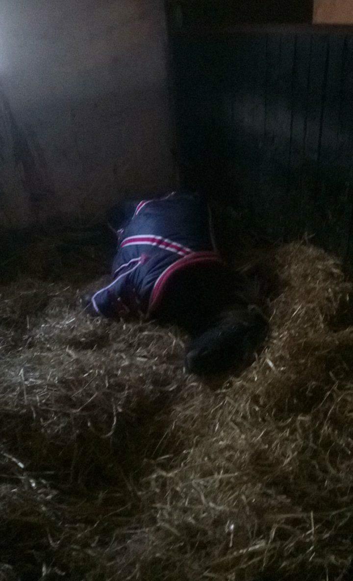 Shetlænder Ida himlen har fået en stjerne mere  billede 16