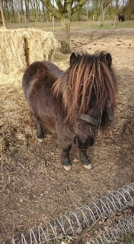 Shetlænder Ida himlen har fået en stjerne mere  billede 17