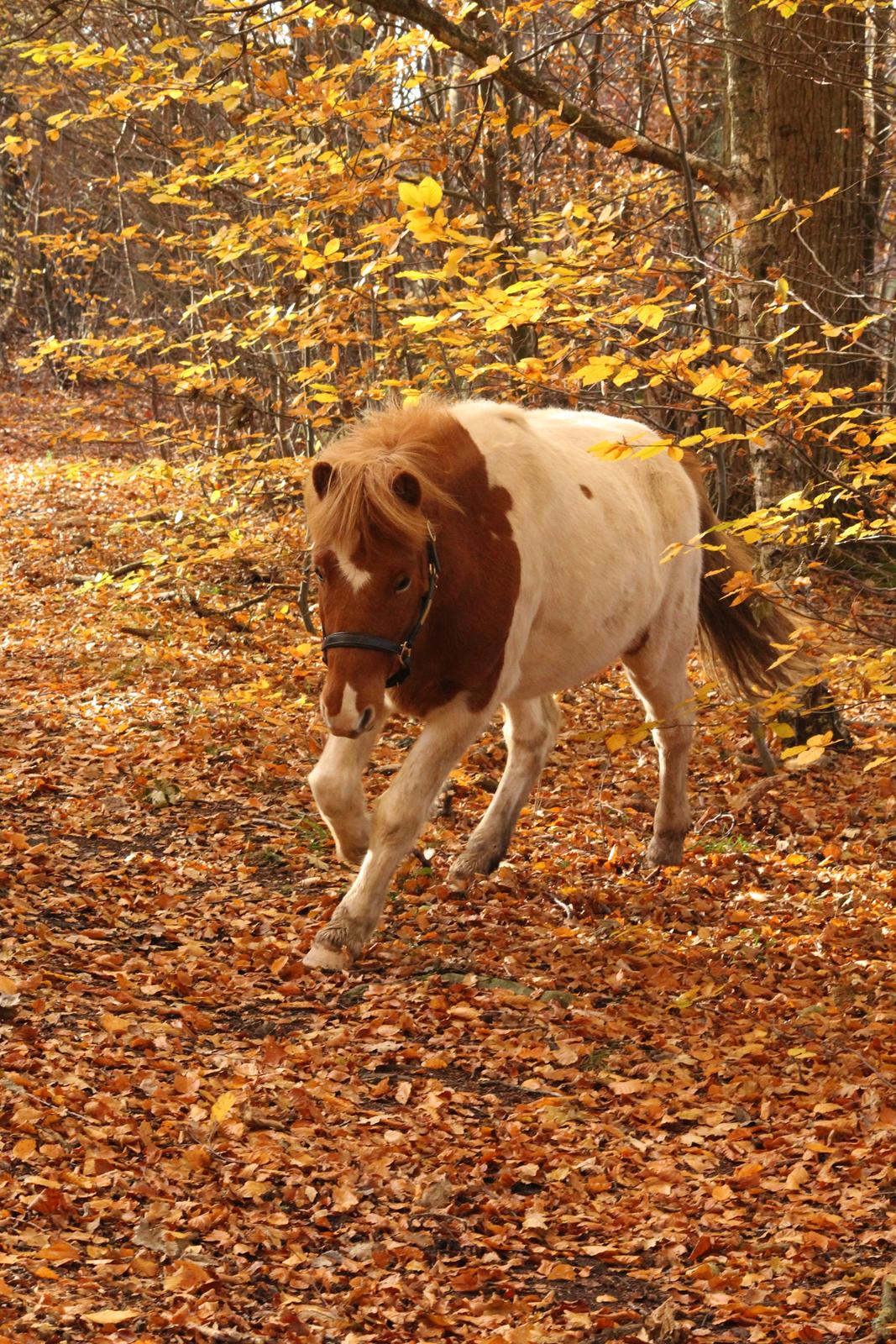 Islænder Drísill fra Cederborg - 07.11.17 billede 6