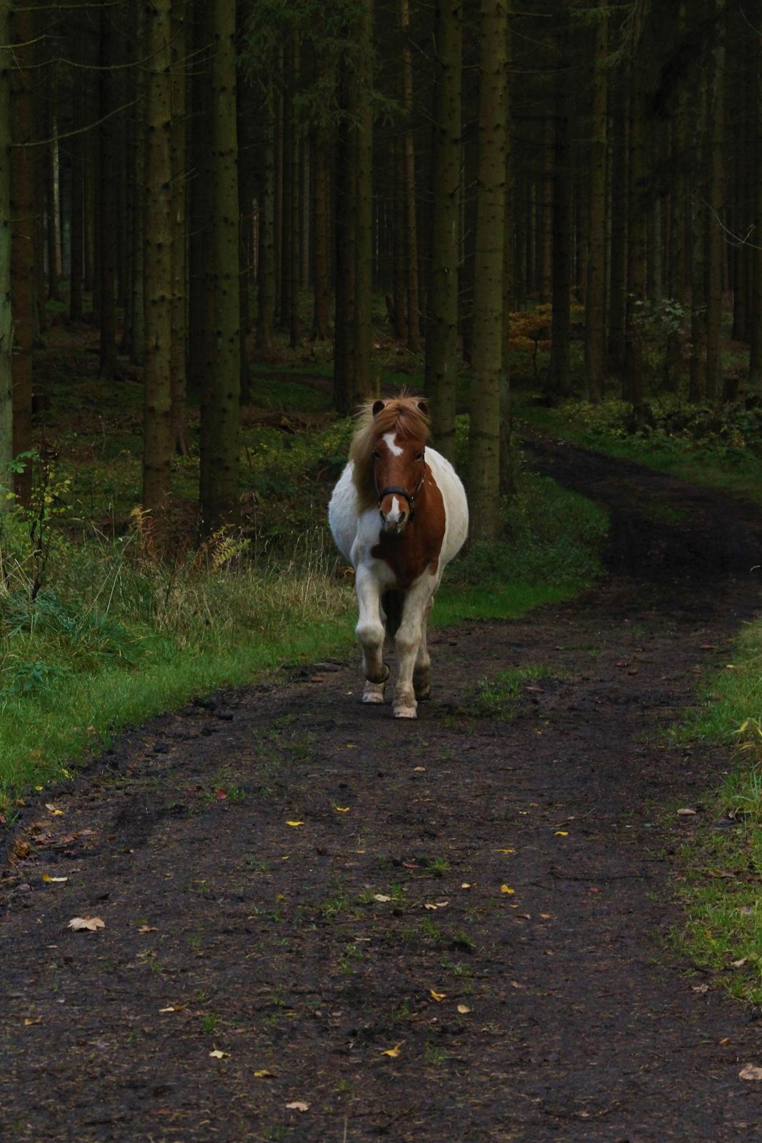 Islænder Drísill fra Cederborg - 07.11.17  billede 10