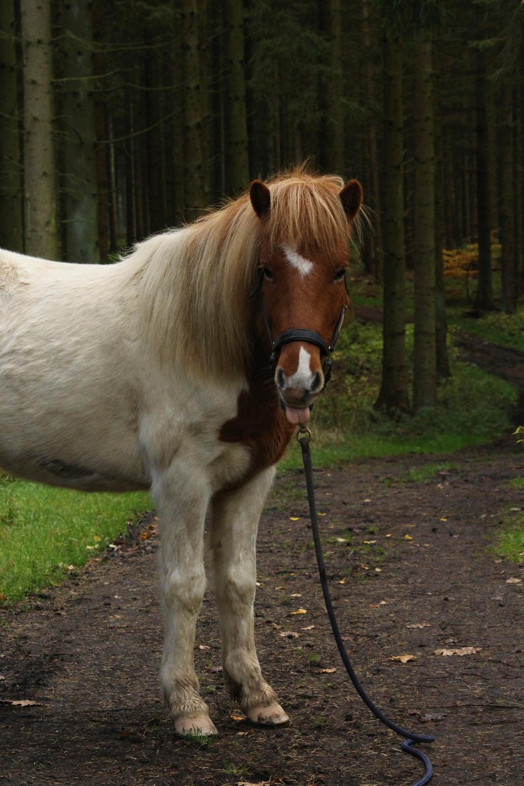 Islænder Drísill fra Cederborg - 07.11.17 billede 9
