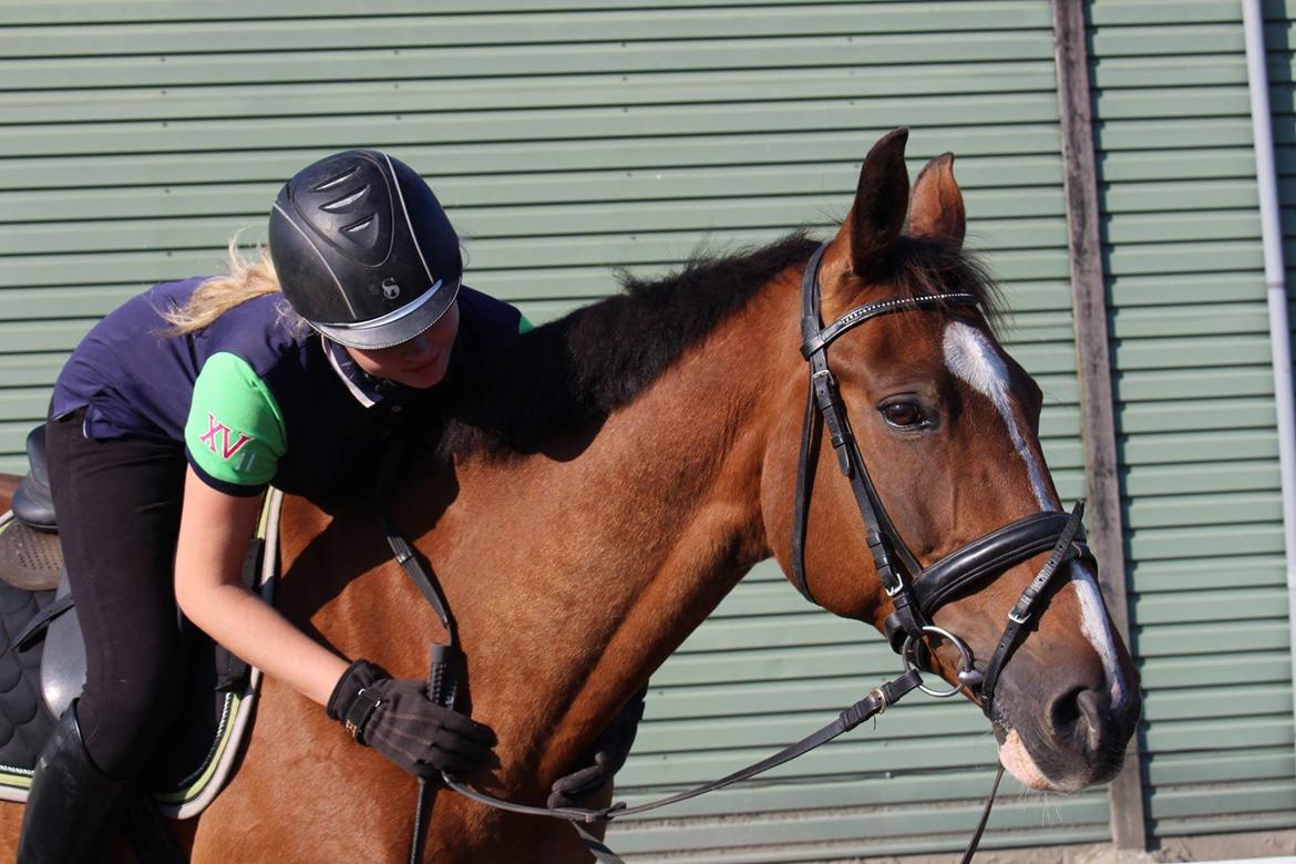 Anden særlig race Hameris billede 3