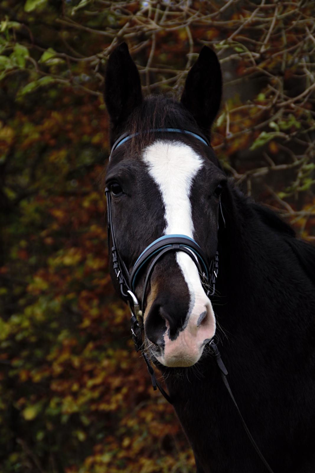 Dansk Varmblod Mocethes Pride billede 5