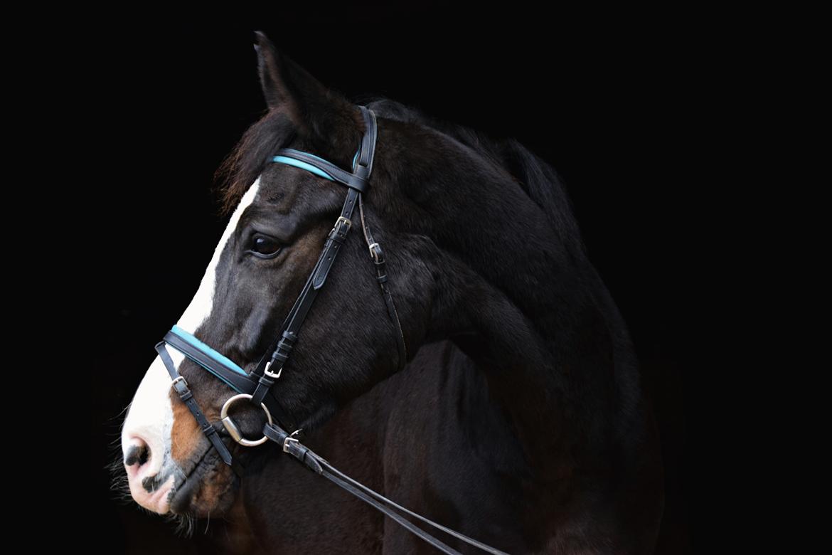 Dansk Varmblod Mocethes Pride billede 6