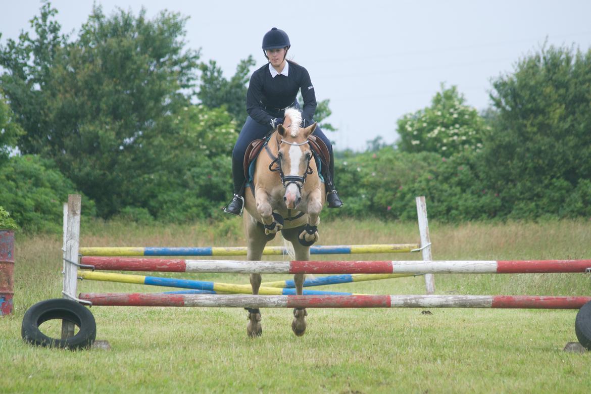 Haflinger Mustang billede 1