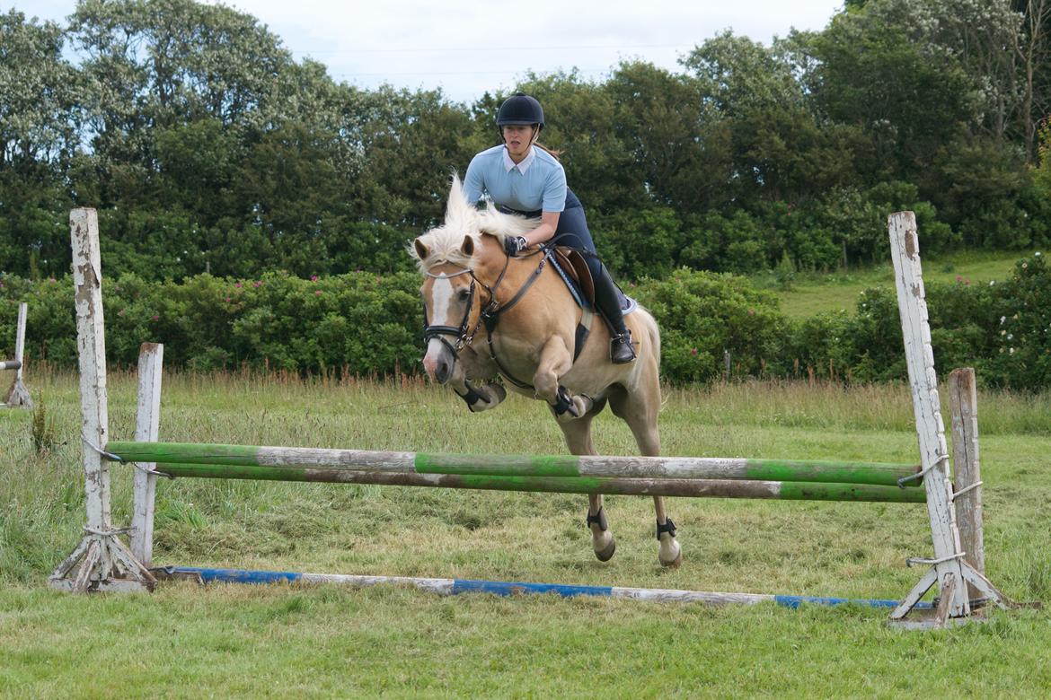 Haflinger Mustang billede 2