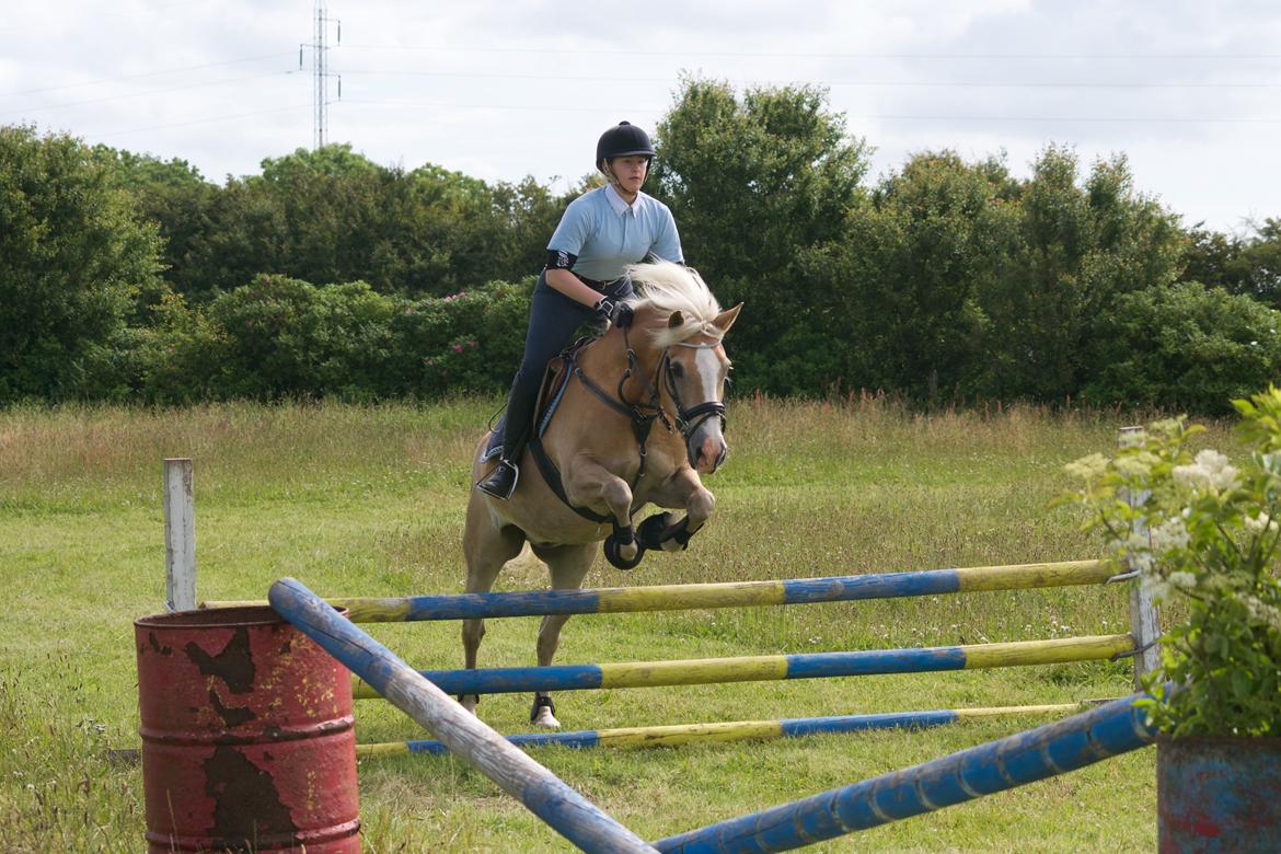 Haflinger Mustang billede 5