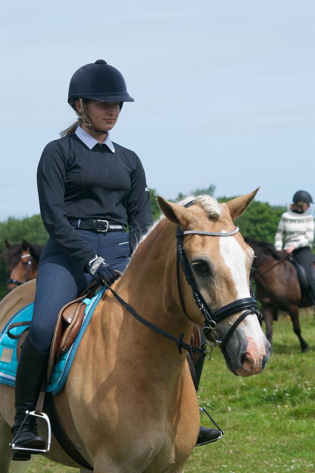 Haflinger Mustang billede 6