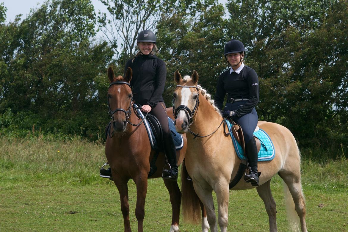 Haflinger Mustang billede 7