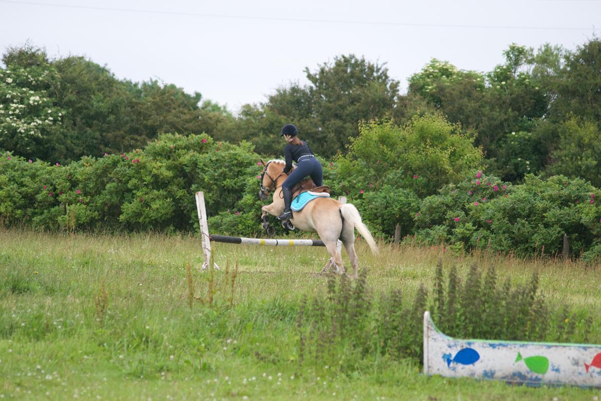 Haflinger Mustang billede 10
