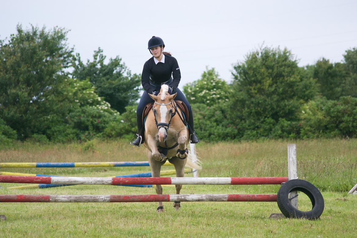 Haflinger Mustang billede 11