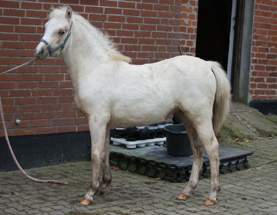 Welsh Pony (sec B) Sunny Hill Bell-Bell Sunlight / Bella - Bella 9 nov. 2017 billede 10