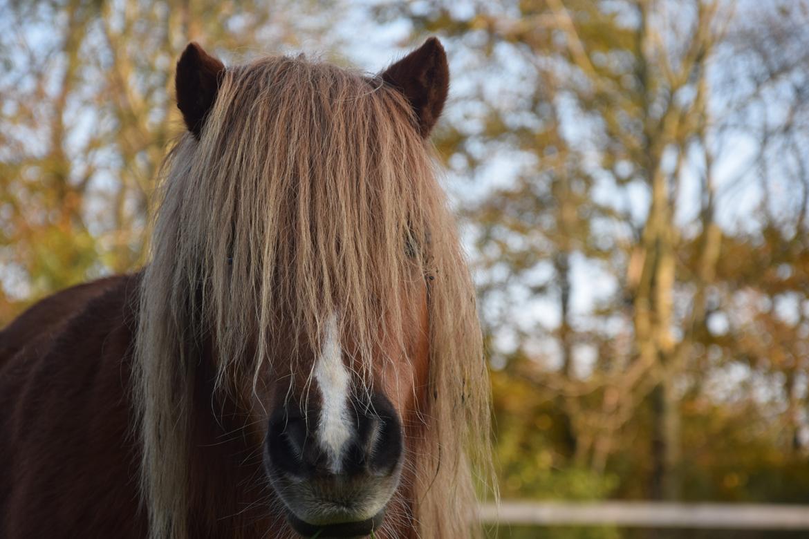 Shetlænder Krabbes kasandra billede 3