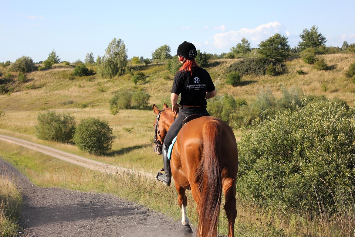 Dansk Varmblod Patrick billede 20