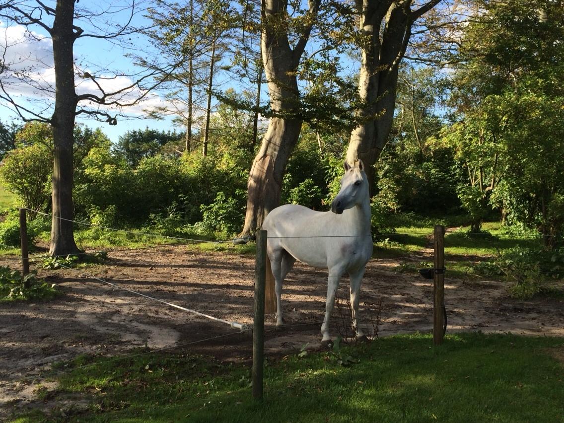 Connemara Loke billede 1