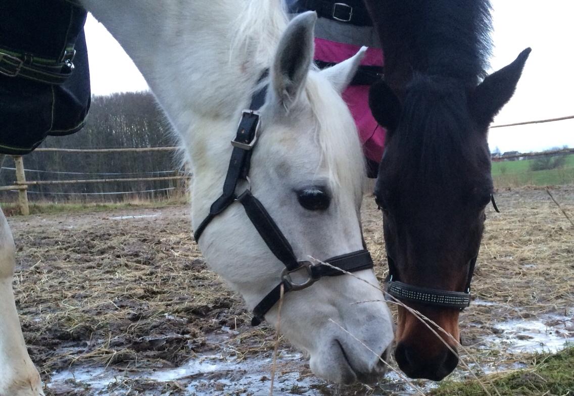 Connemara Loke billede 2