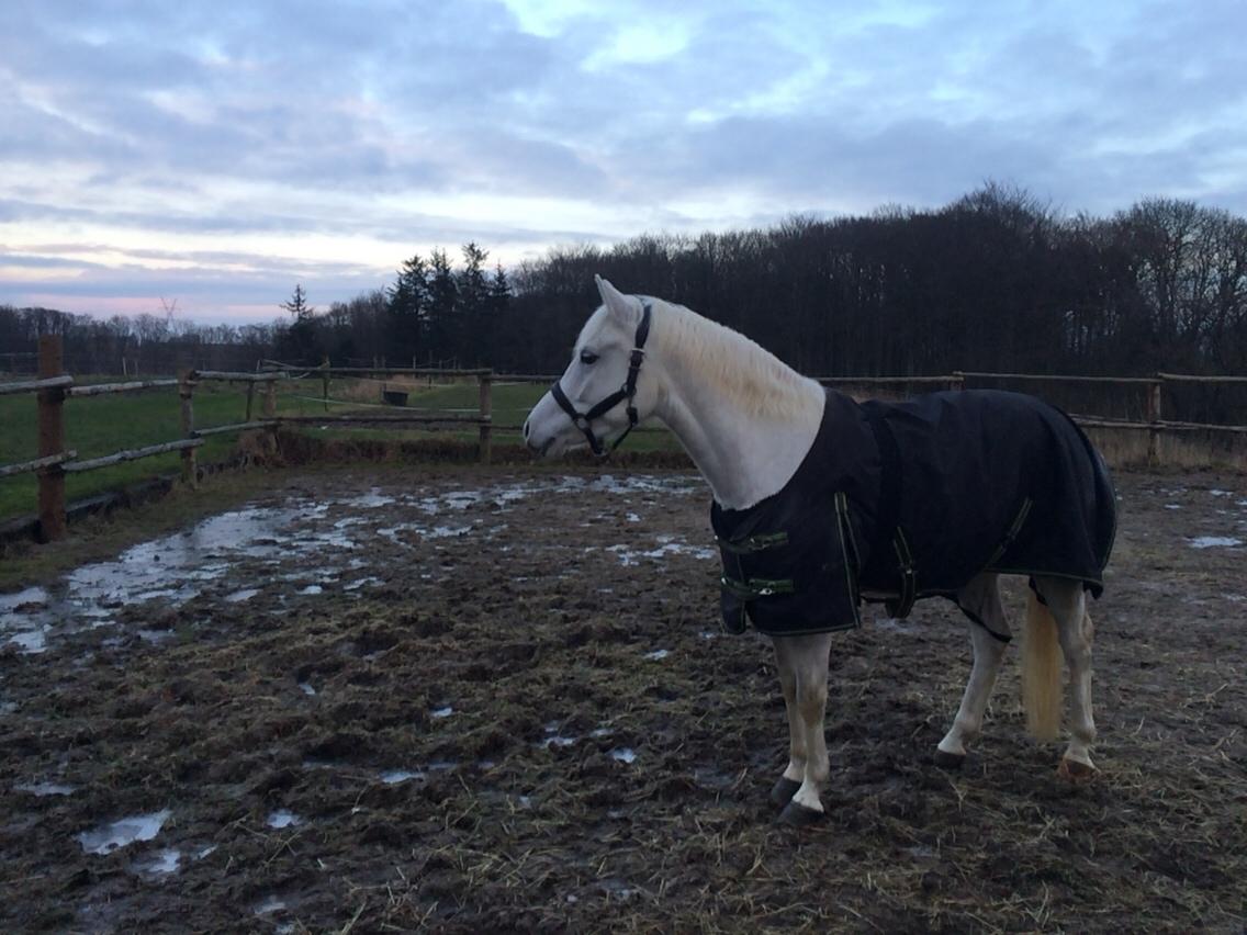 Connemara Loke billede 4