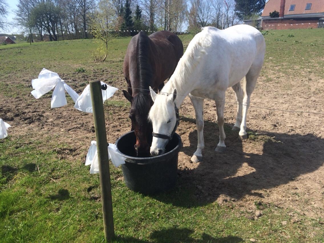 Connemara Loke billede 3