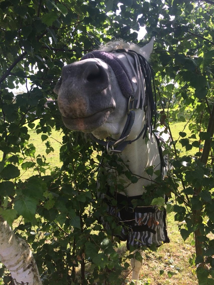 Connemara Loke billede 5