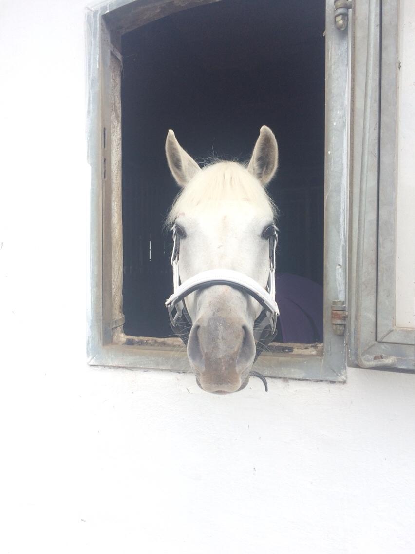 Connemara Loke billede 6