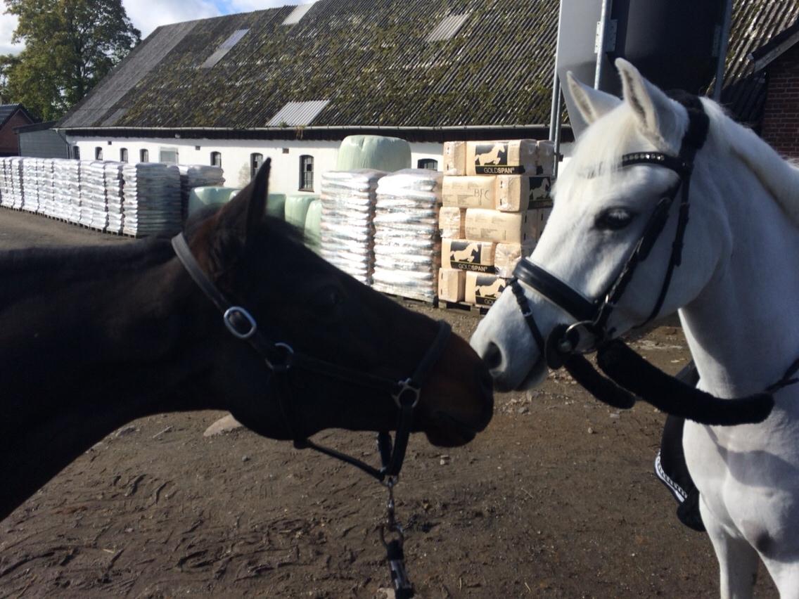 Connemara Loke billede 8