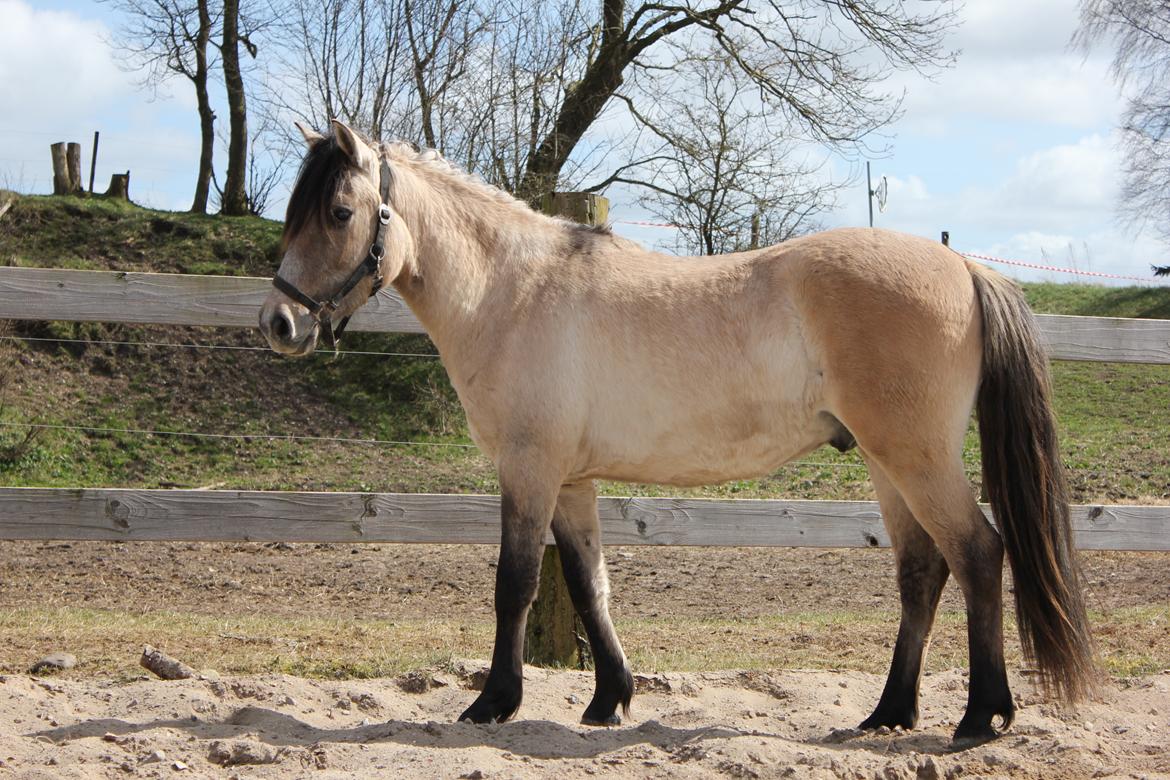 Anden særlig race Sukinox Her kommer jeg *Kalle* billede 35