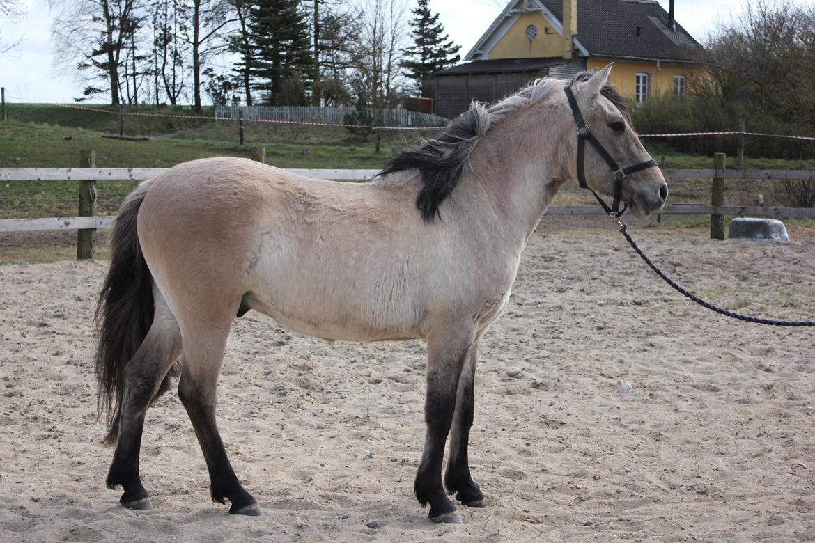 Anden særlig race Sukinox Her kommer jeg *Kalle* billede 36