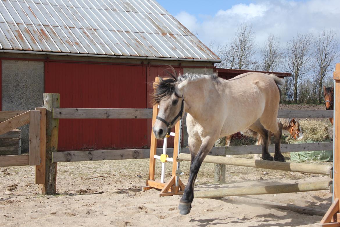 Anden særlig race Sukinox Her kommer jeg *Kalle* billede 37
