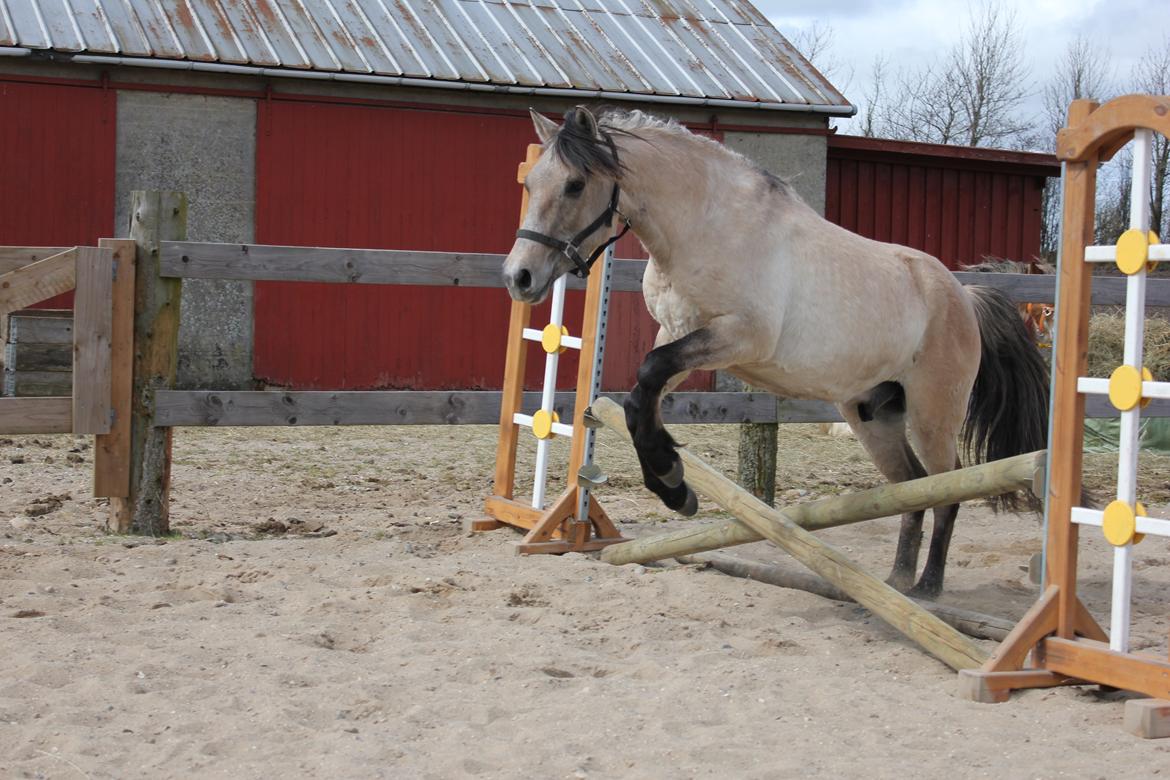 Anden særlig race Sukinox Her kommer jeg *Kalle* billede 38
