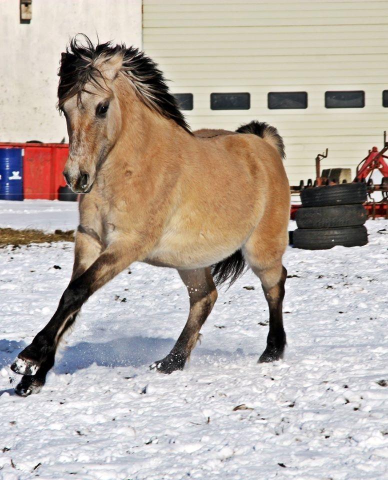 Anden særlig race Sukinox Her kommer jeg *Kalle* billede 39