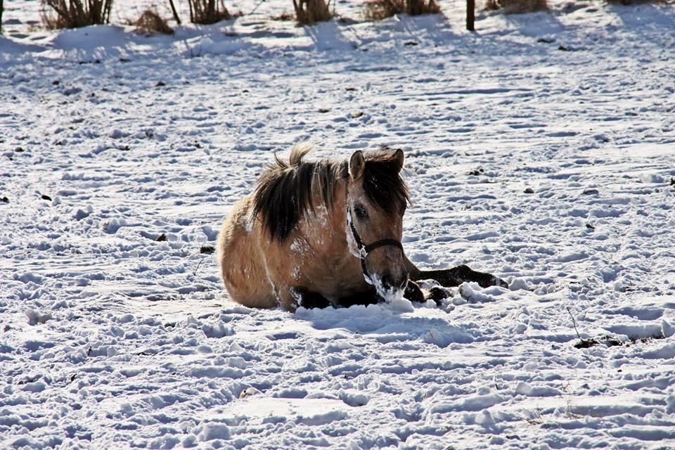 Anden særlig race Sukinox Her kommer jeg *Kalle* billede 40