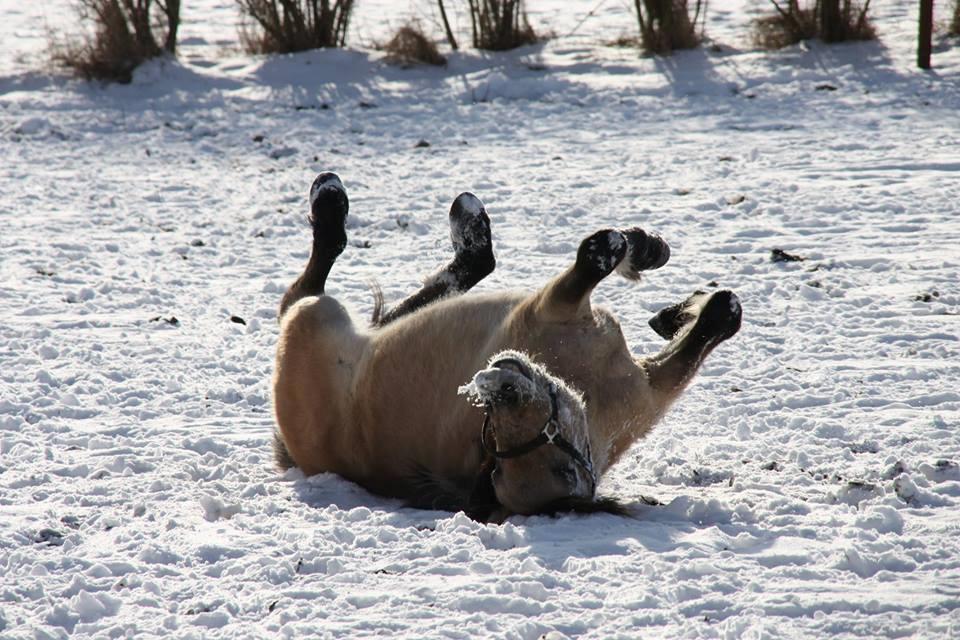 Anden særlig race Sukinox Her kommer jeg *Kalle* billede 42