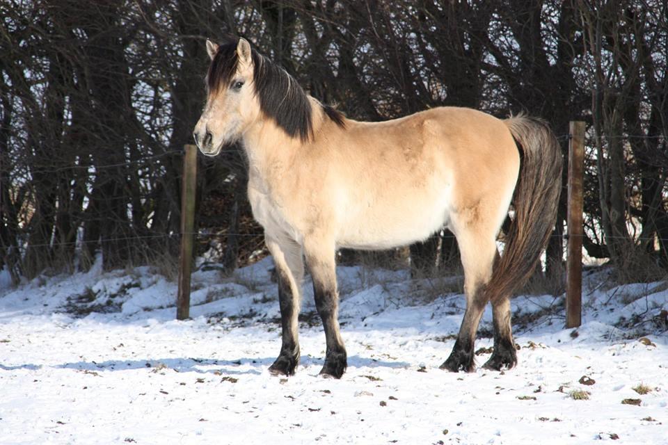 Anden særlig race Sukinox Her kommer jeg *Kalle* billede 41