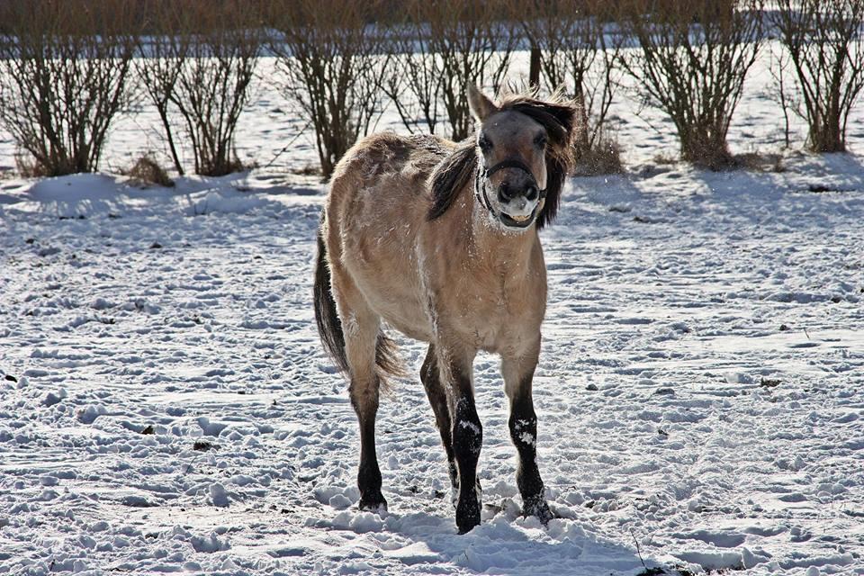 Anden særlig race Sukinox Her kommer jeg *Kalle* billede 46